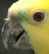 Exotic Birds