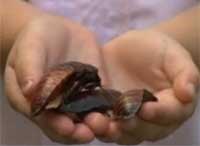 Cockroaches