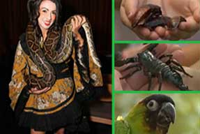 Creature Encounters - Educational Interactive Programs with Animals, Birds, Reptiles, and Insects
