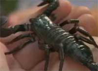 Scorpion