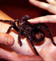 Holding a Spider