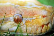 Reptiles, Insects, and Birds - Hands-On Experiences
