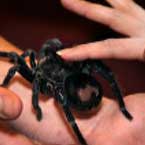 Creature Events - Animal Shows